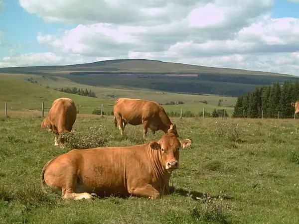 Monte Escalier 63 Monte escalier Anzat-le-Luguet